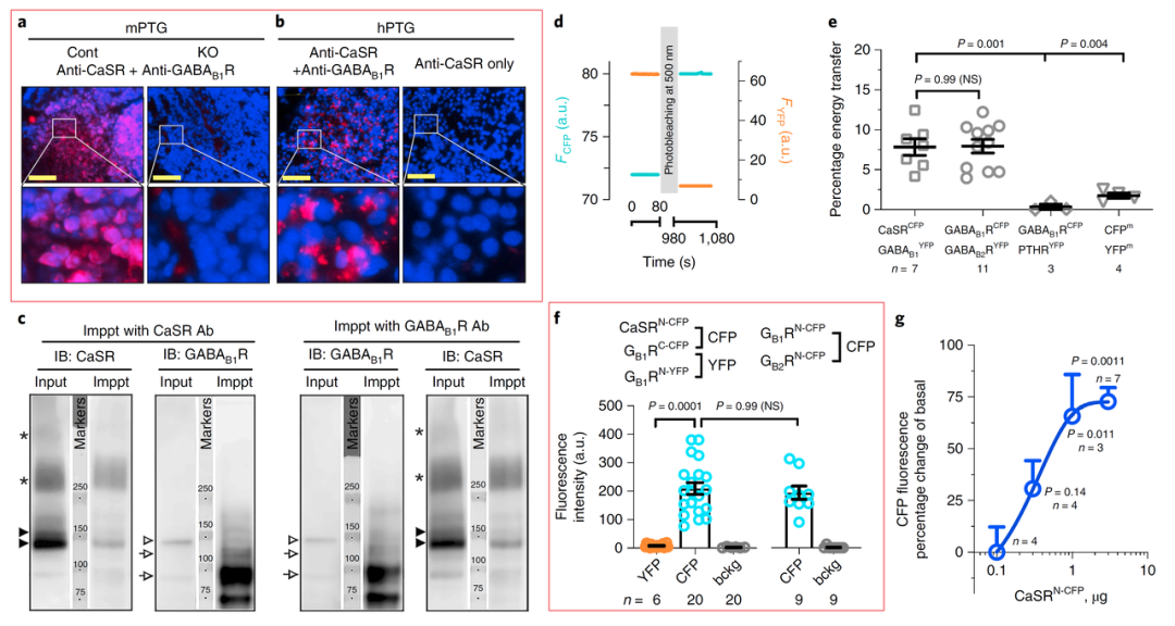 TissueFAXS Cytometry技术为蛋白组学研究提供原位验证新方法