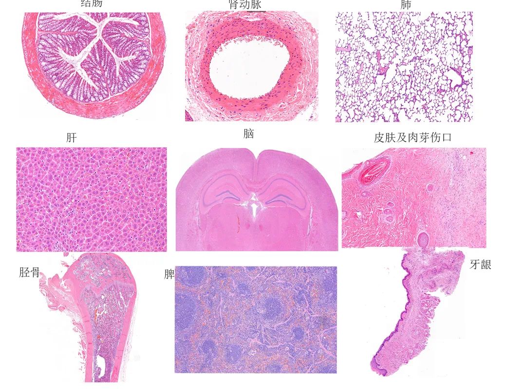 组织切片取材注意事项