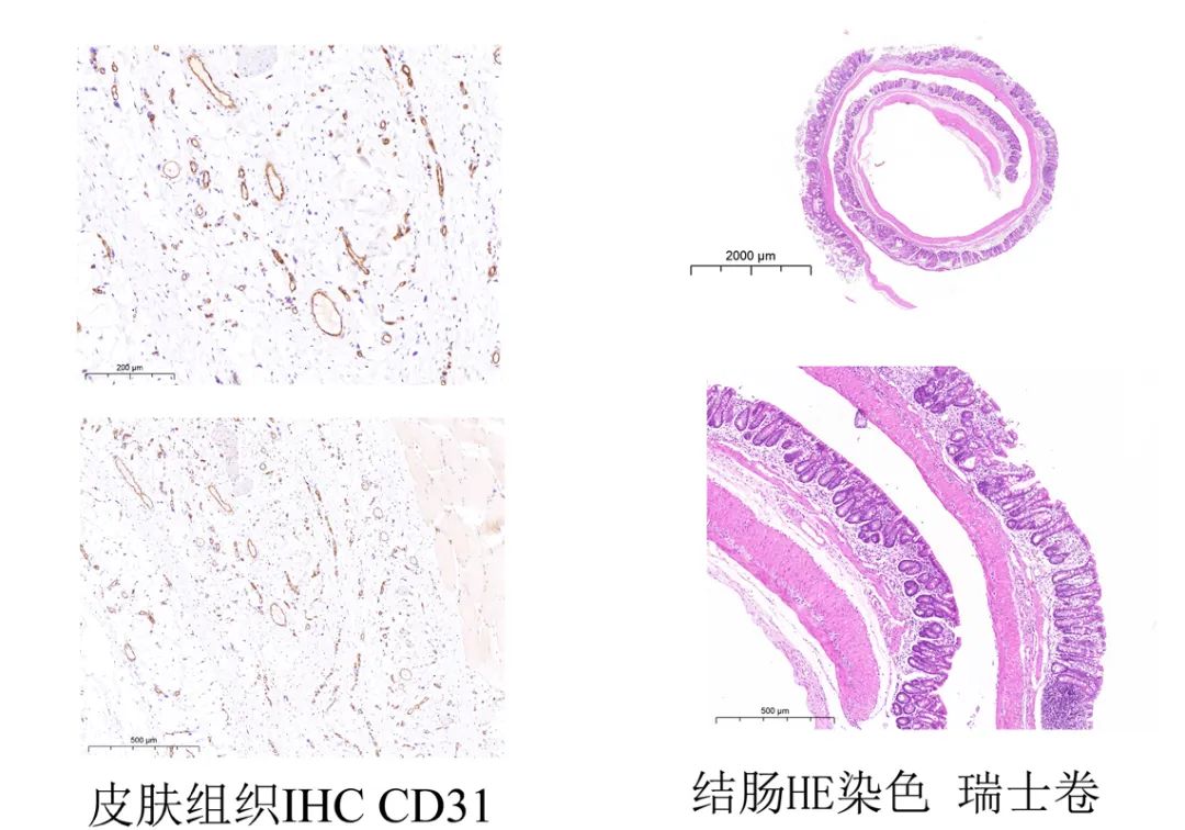 组织切片取材注意事项