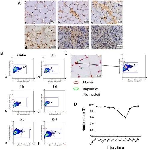 法医病理学：利用TissueFAXS系统精准识别大鼠挫伤性骨骼肌再生过程中性粒细胞