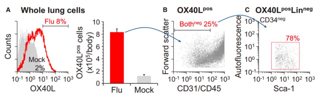 日本东北大学医学研究所| 流行性感冒和肺炎的分子机制