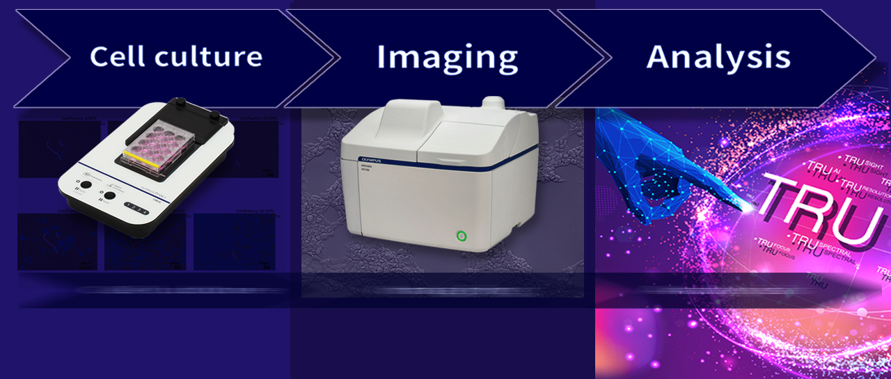 EVIDENT细胞培养与成像的AI工作流
