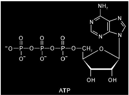 ATP(三磷酸腺苷)解释