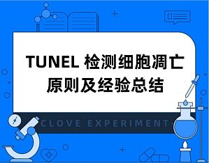 丁香实验推荐阅读