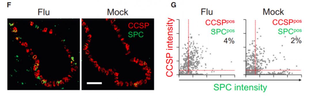 日本东北大学医学研究所| 流行性感冒和肺炎的分子机制