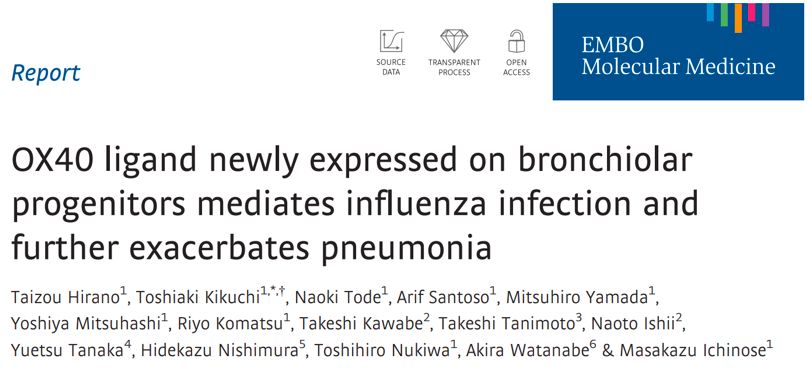 日本东北大学医学研究所| 流行性感冒和肺炎的分子机制