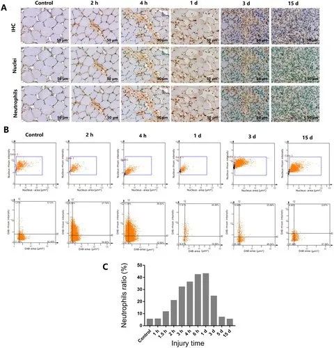法医病理学：利用TissueFAXS系统精准识别大鼠挫伤性骨骼肌再生过程中性粒细胞