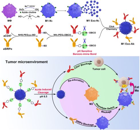 北京理工大学| 响应型外泌体纳米生物偶联物用于肿瘤的协同治疗