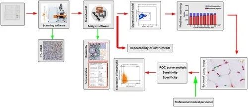 法医病理学：利用TissueFAXS系统精准识别大鼠挫伤性骨骼肌再生过程中性粒细胞
