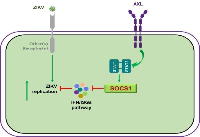 寨卡病毒感染神经细胞的新机制