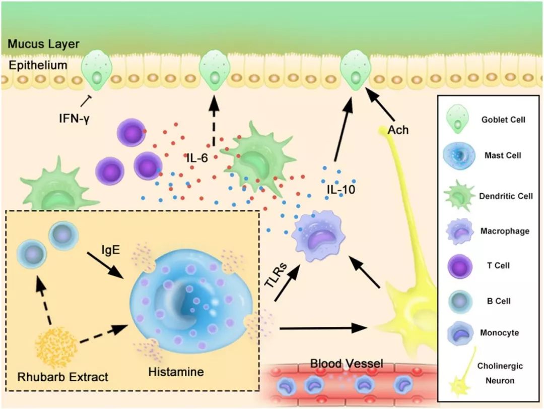 首都医科大学| 大黄提取物（RE）通过肥大细胞的聚集和脱粒诱导粘液分泌