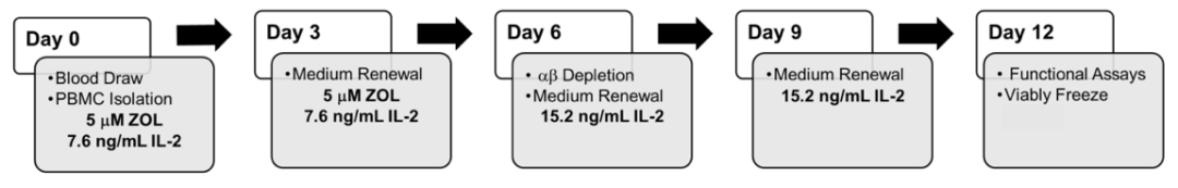 异体γδ T细胞可治愈神经母细胞瘤？深度剖析体外扩增细胞，优化新型T细胞治疗方案