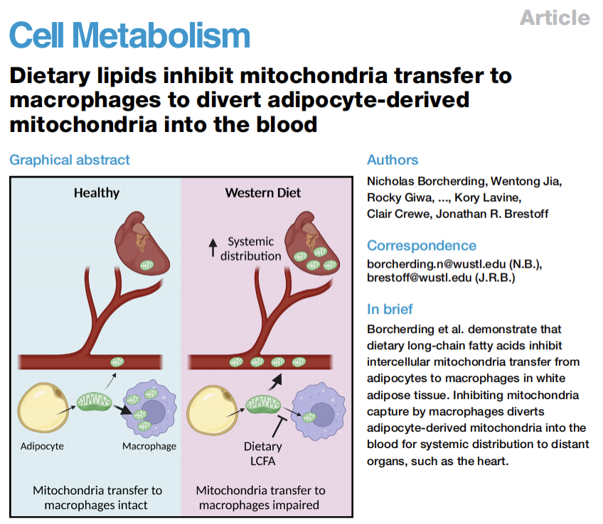 Cell子刊 | 32色光谱流式方案揭示高脂饮食下脂肪来源线粒体转移网络