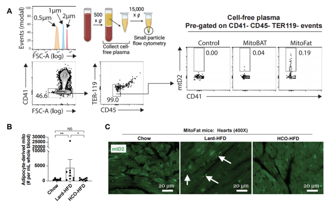 Cell子刊 | 32色光谱流式方案揭示高脂饮食下脂肪来源线粒体转移网络