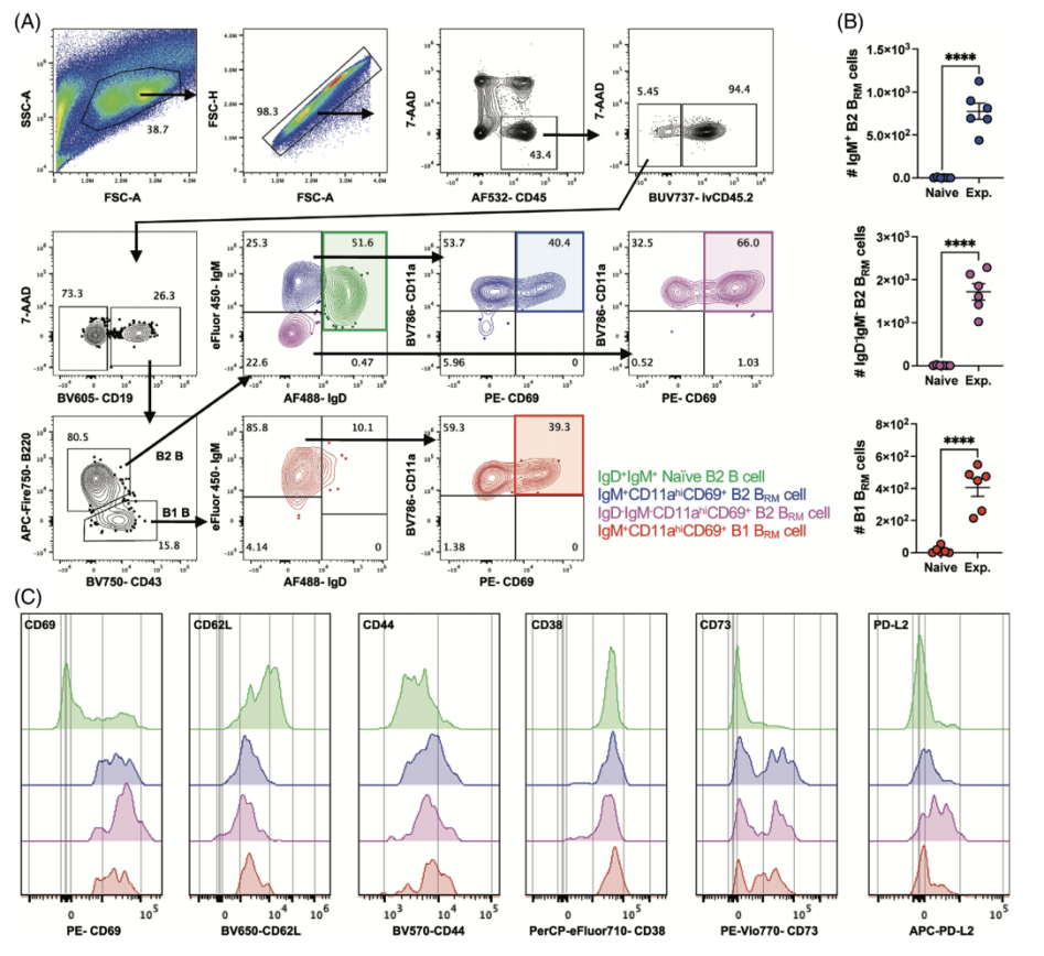 Big Panel Theory系列之-光谱流式22色方案揭示小鼠肺部组织驻留淋巴细胞多样性