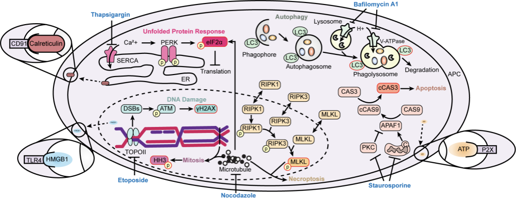 免疫原性细胞损伤多路分析方案：Cytek®全光谱技术加速小分子抗肿瘤药物发现