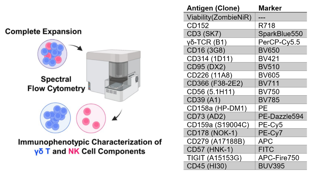 异体γδ T细胞可治愈神经母细胞瘤？深度剖析体外扩增细胞，优化新型T细胞治疗方案