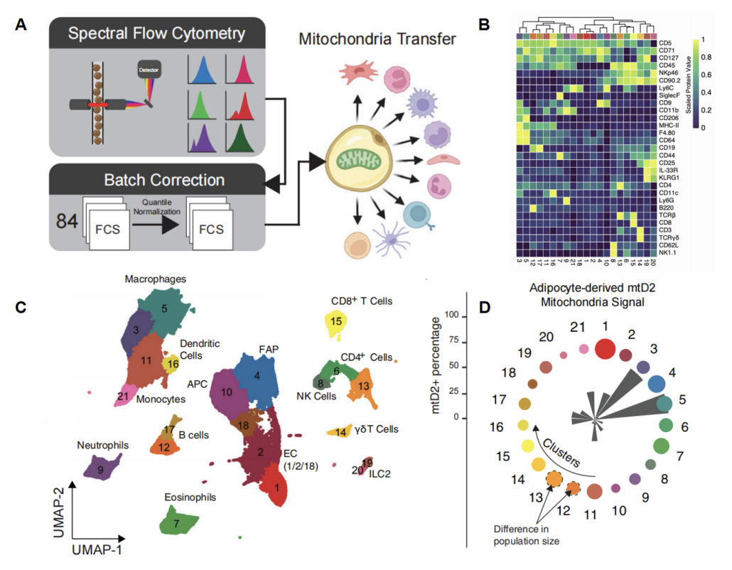Cell子刊 | 32色光谱流式方案揭示高脂饮食下脂肪来源线粒体转移网络