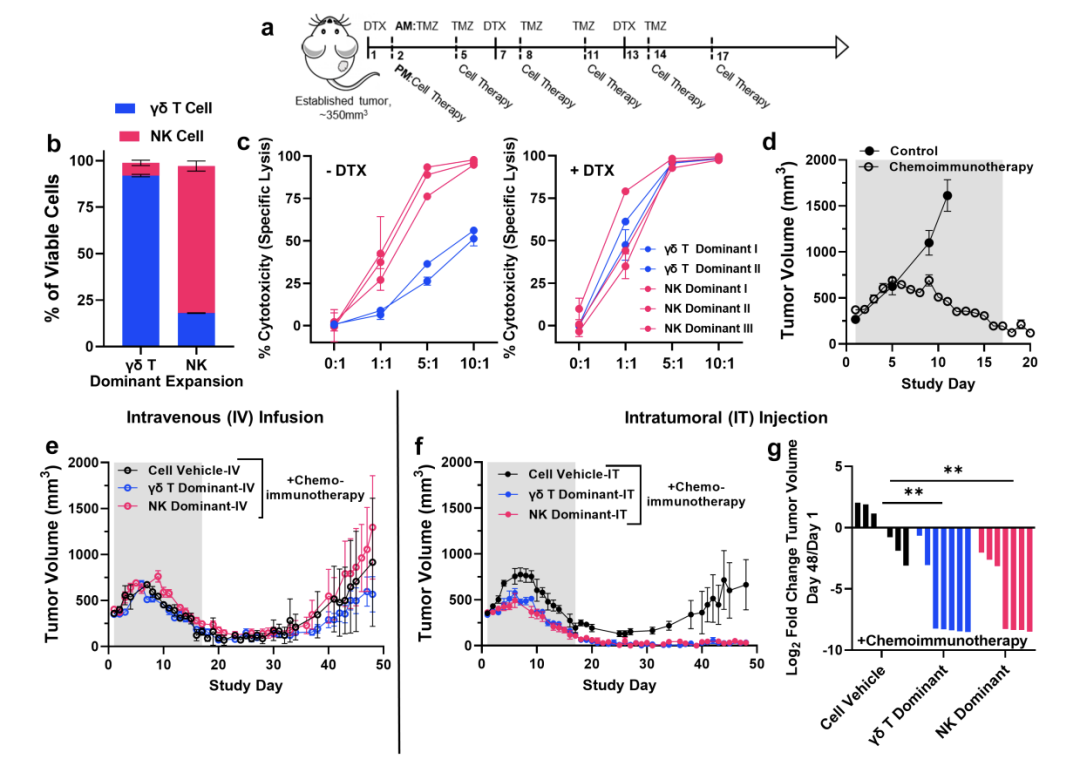异体γδ T细胞可治愈神经母细胞瘤？深度剖析体外扩增细胞，优化新型T细胞治疗方案