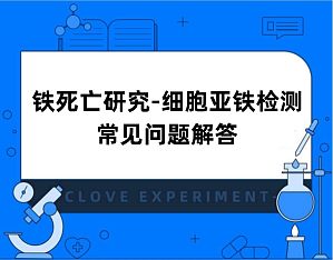 丁香实验推荐阅读
