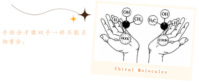 初入手性药物宇宙，认识对映体——酒石酸