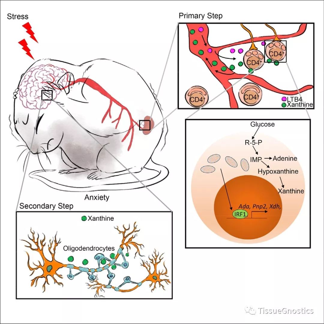 Cell |CD4+ T细胞嘌呤代谢紊乱如何导致焦虑症状