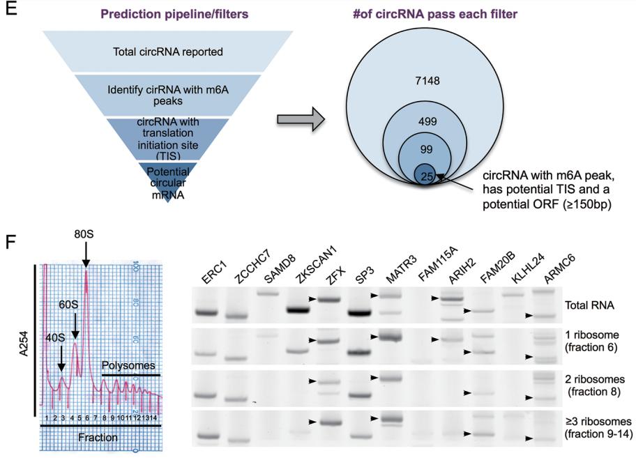 If Polysome Profiling Circrna