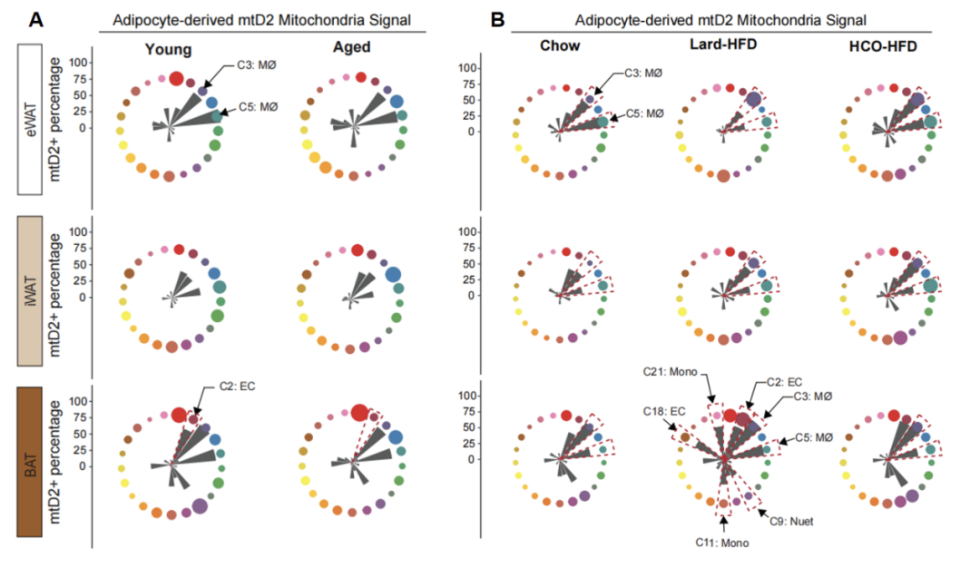 Cell子刊 | 32色光谱流式方案揭示高脂饮食下脂肪来源线粒体转移网络