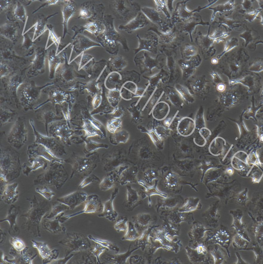 大鼠肠巨噬细胞/免疫荧光鉴定/镜像绮点（Cellverse）