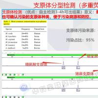 支原体分型检测