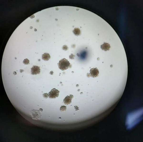 ABW基质胶双十一超多福利来袭