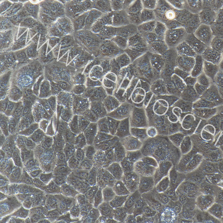大鼠肠道干细胞细胞  免疫荧光鉴定