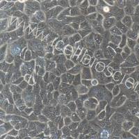 大鼠肠道干细胞细胞  免疫荧光鉴定