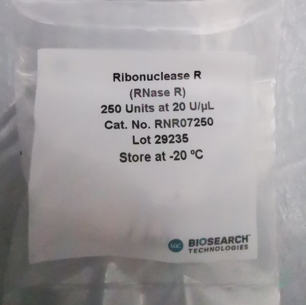 核糖核酸酶R（RNase R） RNR07250