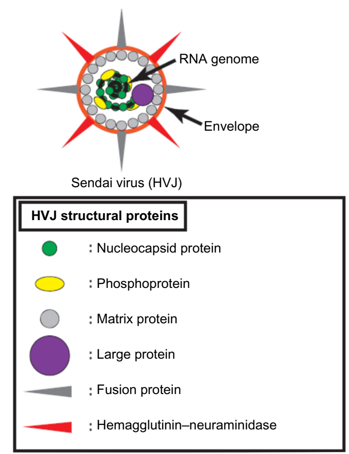仙台病毒（SeV）