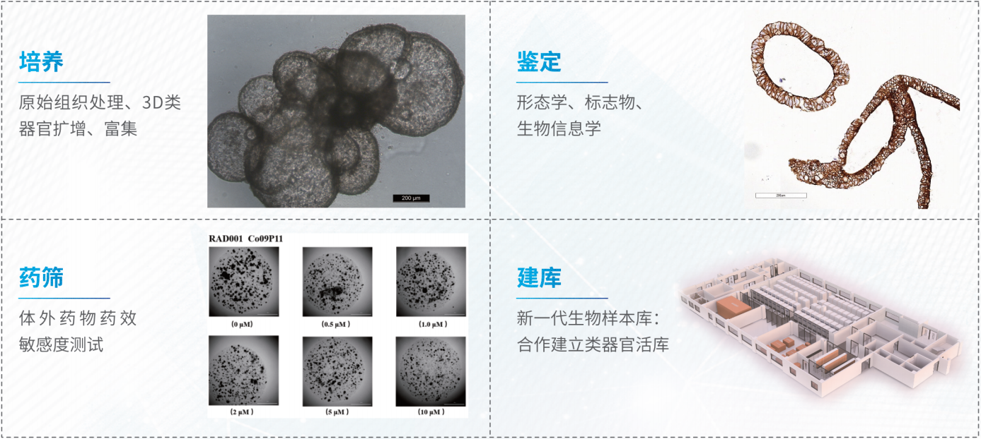 类器官培养鉴定