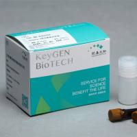 Caspase 3荧光法检测试剂盒(AFC)