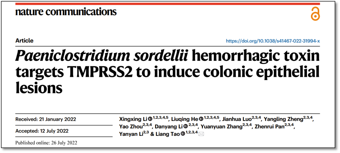 集萃成章 | 陶亮课题组发现TMPRSS2不仅限“助攻”病毒感染还能介导索氏梭菌出血毒素的宿主入侵