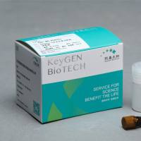 Caspase 2分光光度法检测试剂盒