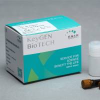 Caspase 9分光光度法检测试剂盒