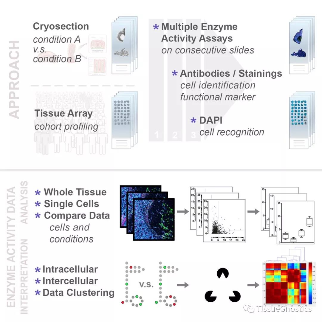 探索复杂组织微环境中单细胞的代谢构型
