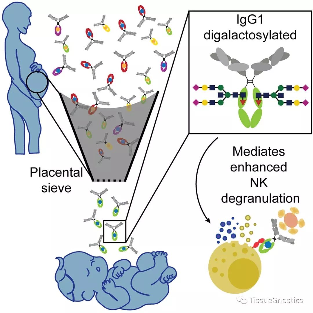 Cell杂志最受关注五篇文章之一：母亲的免疫力是如何转移到婴儿机体中