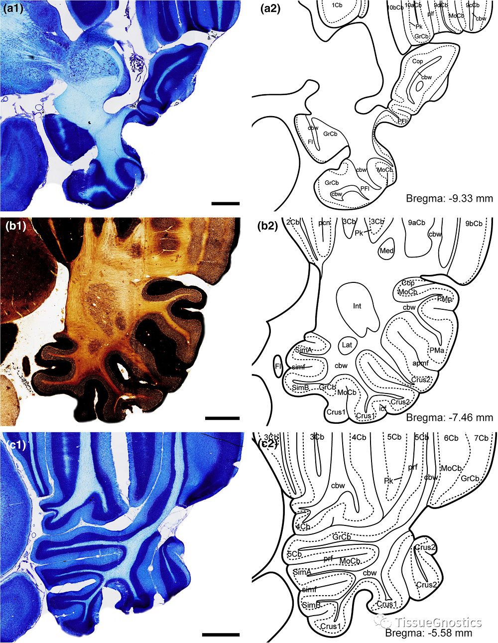 “非人灵长类”实验动物中枢神经系统比较医学基础研究