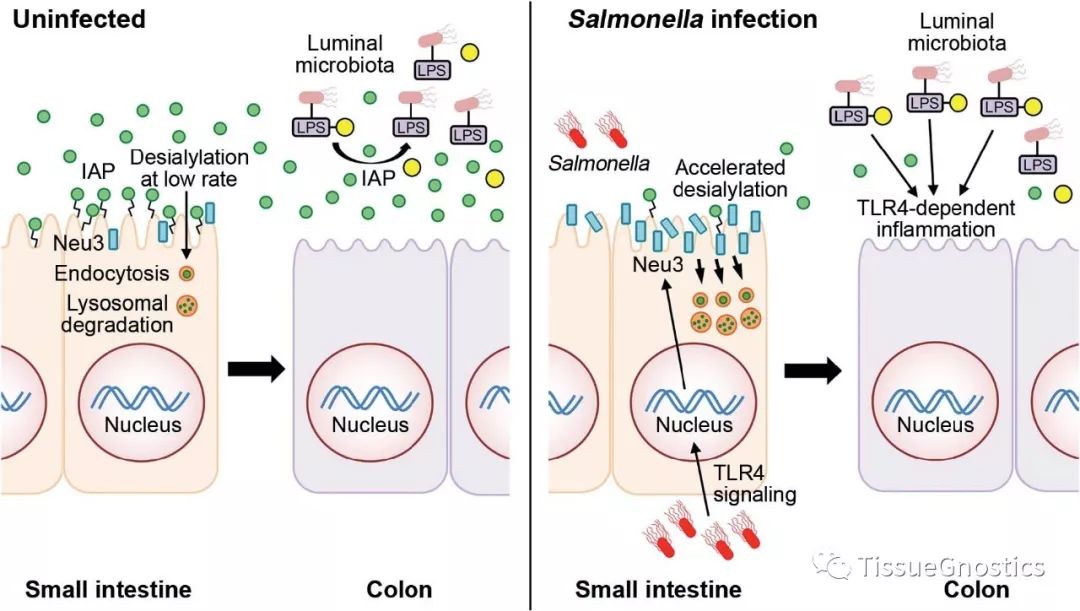 Science: 周期性的低等级细菌感染很有可能是慢性炎症疾病的诱因！