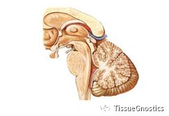 “非人灵长类”实验动物中枢神经系统比较医学基础研究
