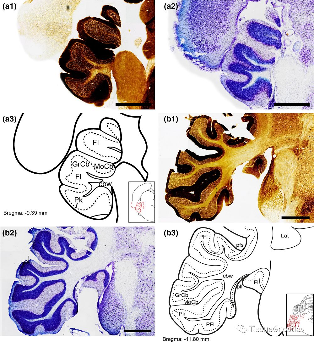 “非人灵长类”实验动物中枢神经系统比较医学基础研究