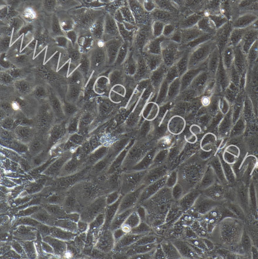 大鼠肾集合管上皮细胞  免疫荧光鉴定 镜像绮点（Cellverse）