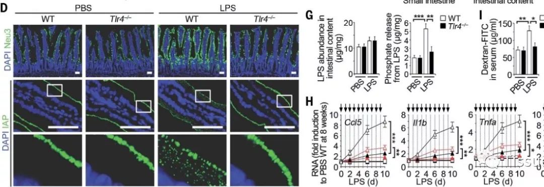 Science: 周期性的低等级细菌感染很有可能是慢性炎症疾病的诱因！