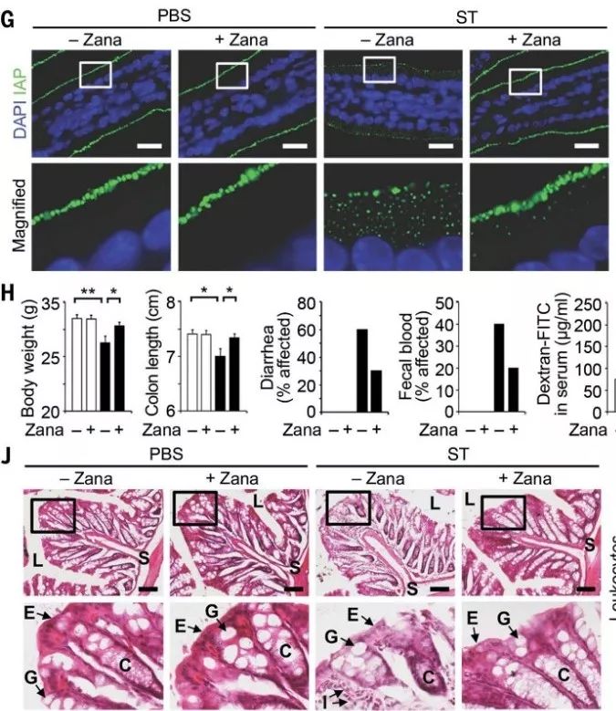 Science: 周期性的低等级细菌感染很有可能是慢性炎症疾病的诱因！