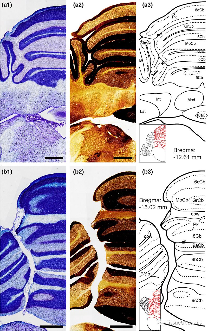 “非人灵长类”实验动物中枢神经系统比较医学基础研究
